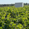 Finca segregada  de 5.500 m2 con viñedo en producción zona Venta Tocino 